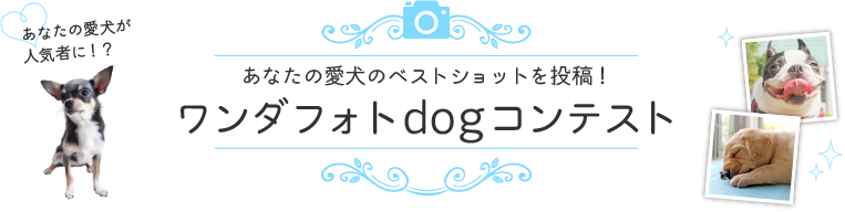 愛犬のベストショットを投稿！ワンダフォトdogコンテスト
